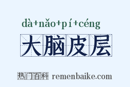 大脑皮层是什么意思的图片